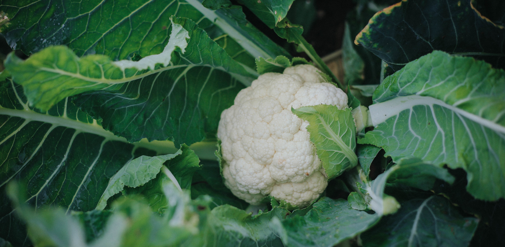 cauliflower