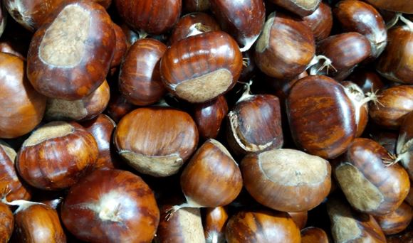 chestnuts