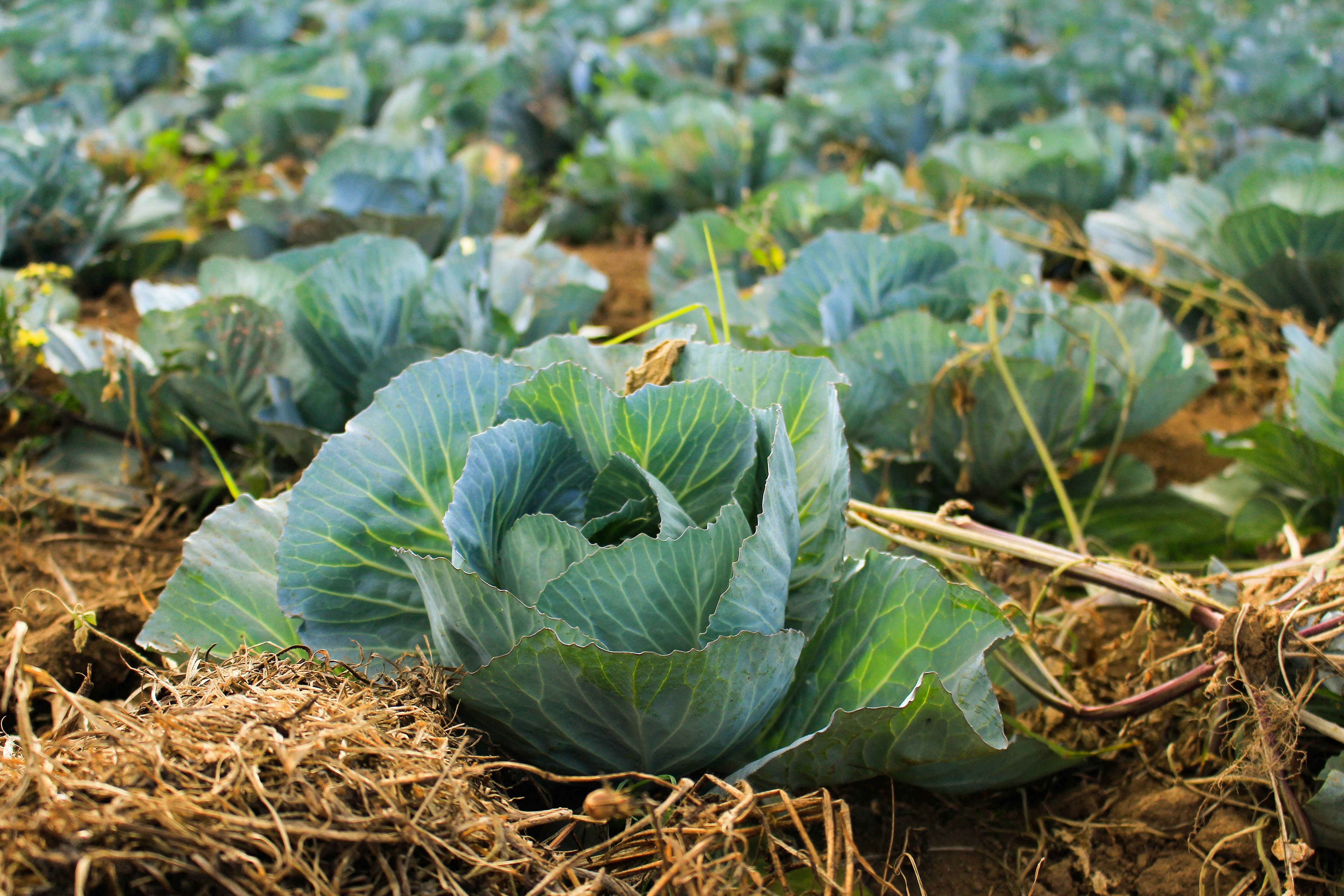 growing cabbages