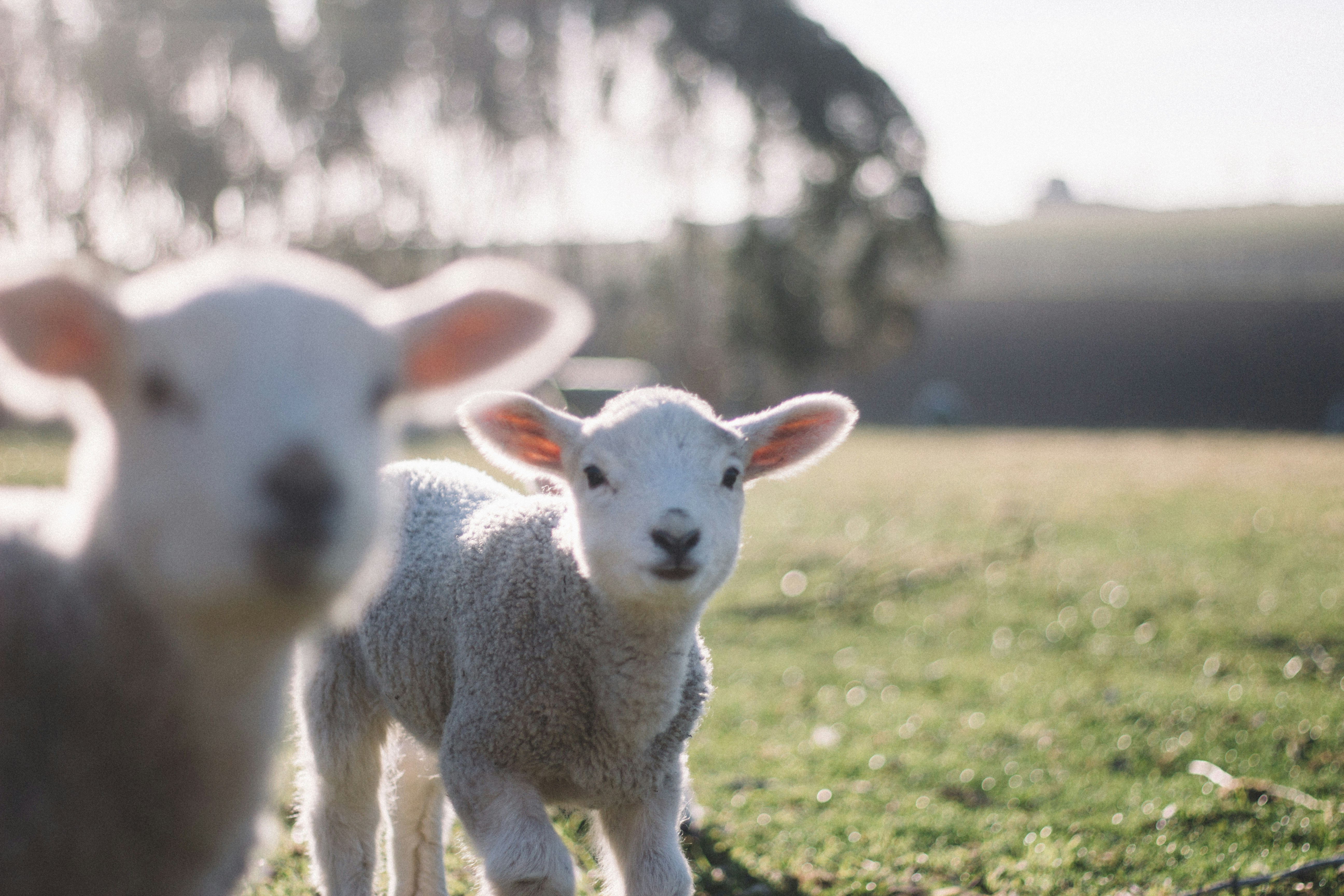 lambs in the field