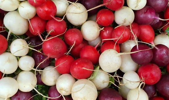 radishes