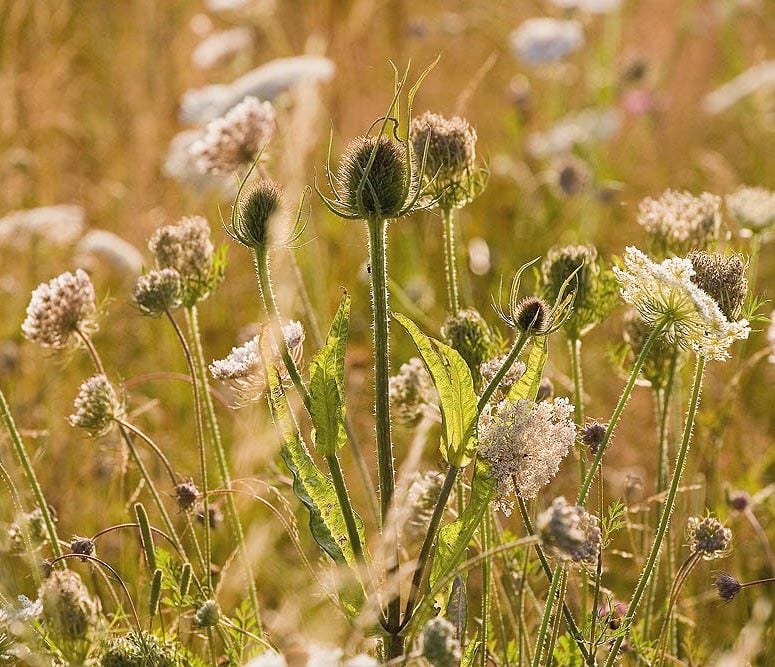 wild flowers photo